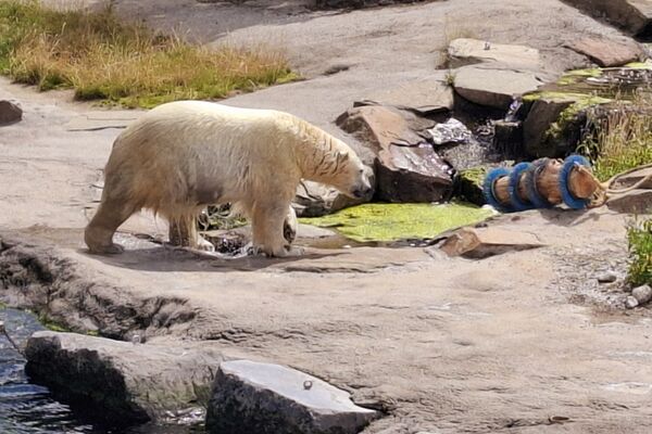 Uitstap Pari Daiza '24