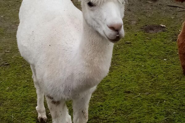  alpacaboerderij '24