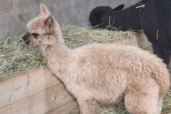  alpacaboerderij '24