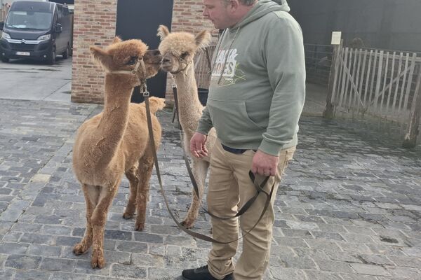  alpacaboerderij '24