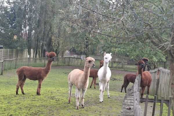  alpacaboerderij '24